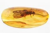 Huge Detailed Fossil Alderfly (Sialidae) In Baltic Amber - Rare! #315529-4